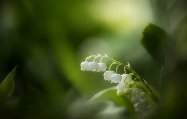 Leaves, flowers, spring, white, lilies of the valley, blur, bokeh, Lily of the valley