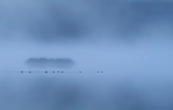 Picture fog, lake, duck