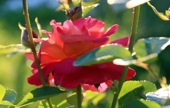 Close-up, Sunny day, scarlet rose
