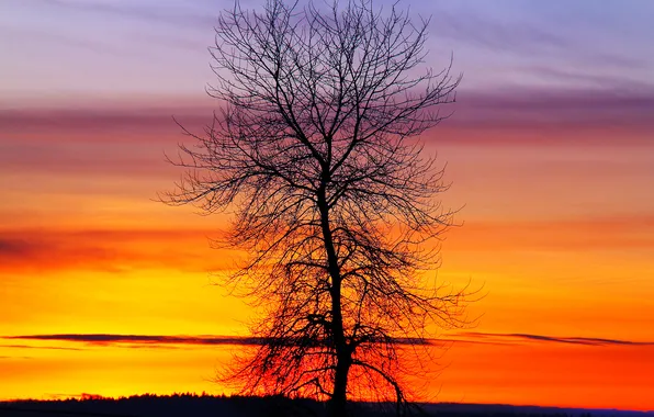 The sky, clouds, trees, the evening, silhouette, glow