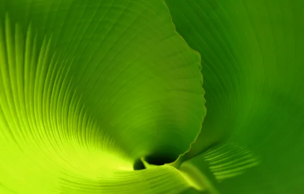 Sheet, tropics, leaf, green leaf, banana leaf, the banana leaf, palm leaf, twisted leaf