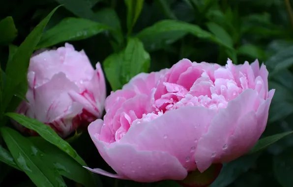 Picture drops, flowers, Rosa, peonies