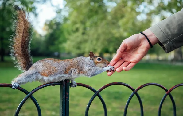Pose, Park, glade, the fence, people, hand, protein, the fence