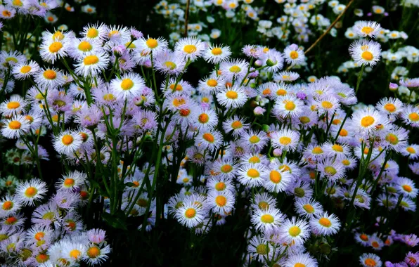 Flowers, Chamomile, White, A lot.