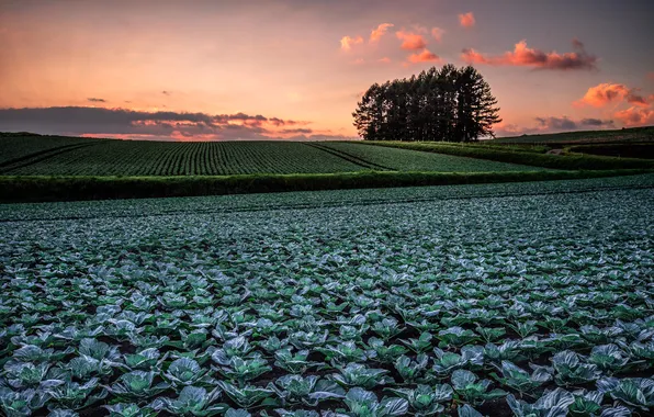 Field, the sky, clouds, light, trees, a lot, cabbage, the ranks