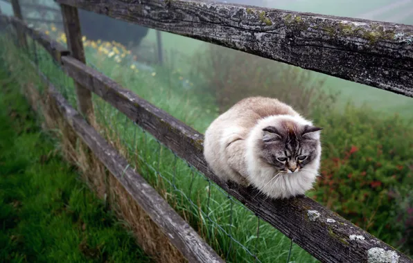 Cat, cat, nature, fog, the fence, garden, the fence, lies
