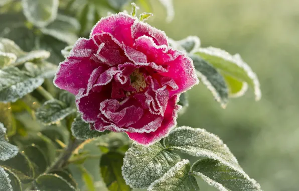 Frost, leaves, rose