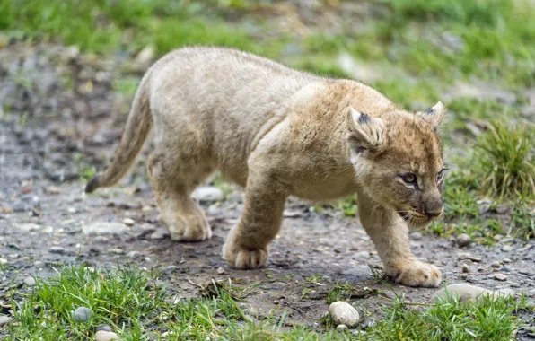 Cat, grass, cub, kitty, lion, ©Tambako The Jaguar