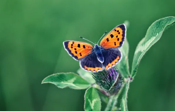 Macro, flowers, butterfly, insect