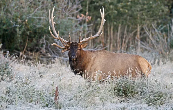 Picture frost, grass, nature, horns, deer