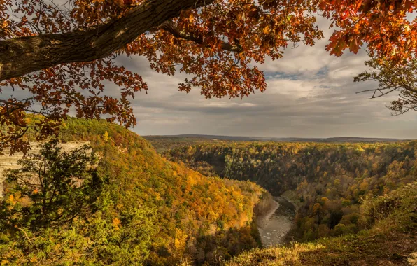 Picture autumn, forest, the sun, trees, branches, river, rocks
