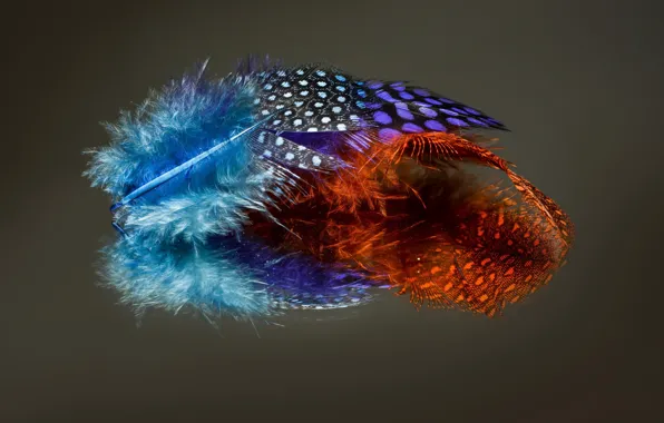 Picture color, feathers, form