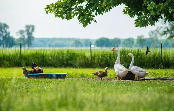 Greens, summer, grass, birds, branches, duck, village, the fence