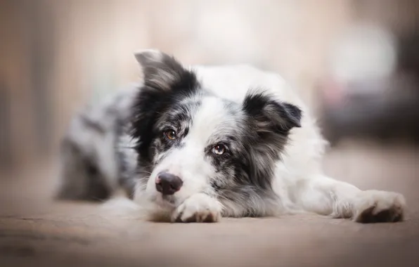 Picture sadness, dog, bokeh, the border collie