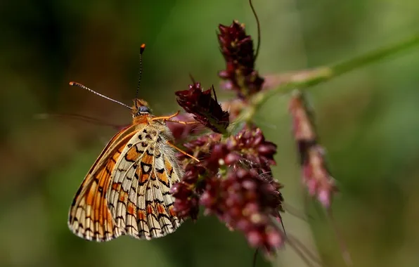 Macro, wings, Butterfly, beautiful, flowering, closeup