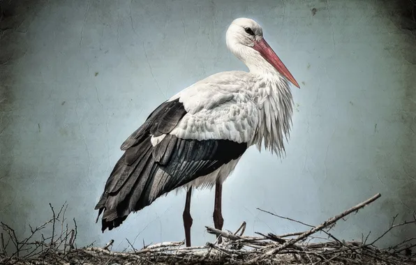 Picture style, background, stork