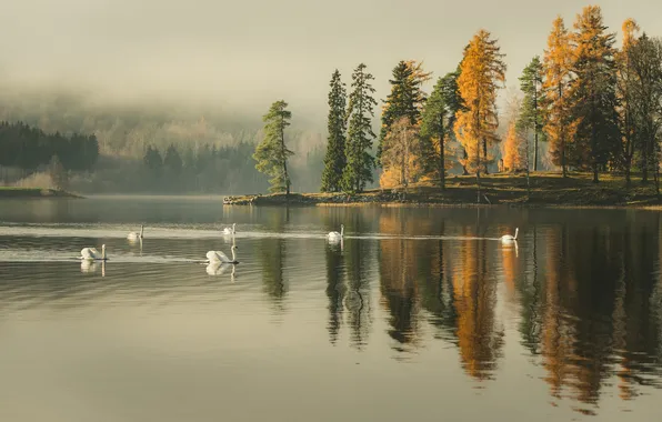 Trees, fog, lake, reflection, mirror, swans, the shore of the lake, rainy