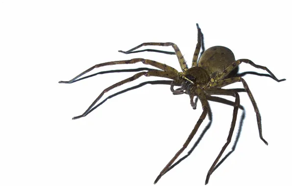 White, grey, background, legs, spider, abdomen