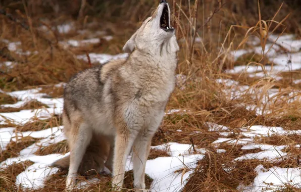 Wild, Coyote, howling
