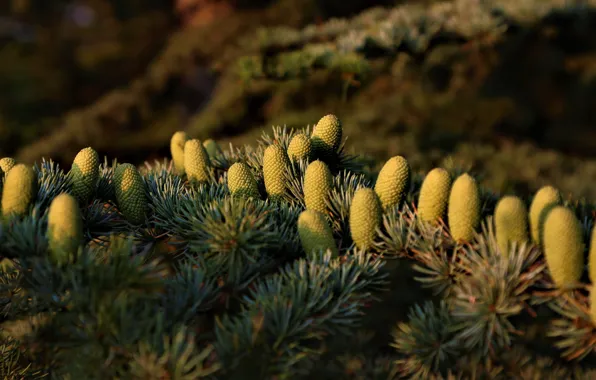 Picture trees, branches, nature, the dark background, needles, bumps, pine, coniferous