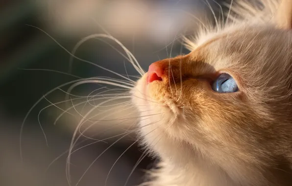 Cat, white, look, light, close-up, kitty, background, portrait