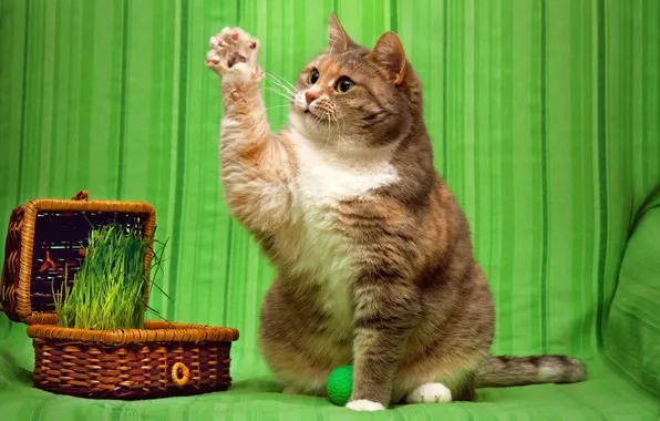 Cat, grass, cat, look, pose, the game, ball, claws