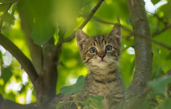 Look, kitty, on the tree