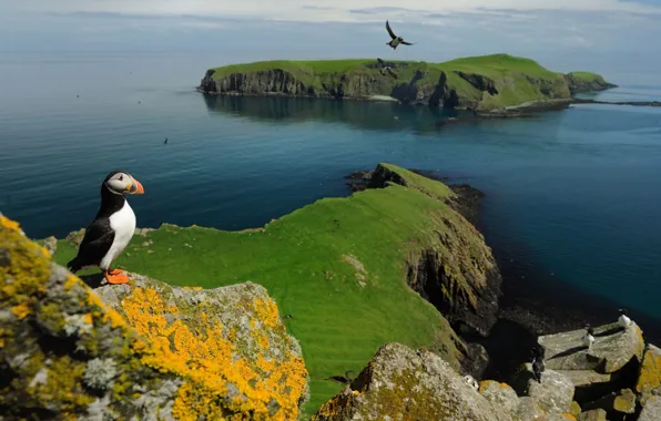 Animals, landscape, stalled, animals, landscape, puffin