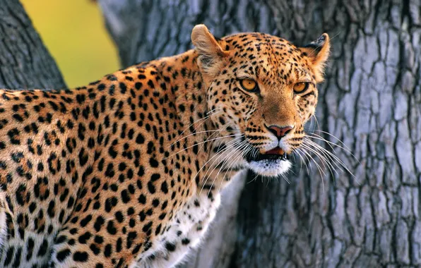 Tree, leopard, looks, whiskered snout
