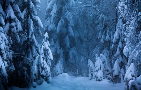 Winter, forest, snow
