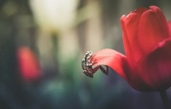 Picture flower, macro, red, background, Tulip, frog, petals, scrambles