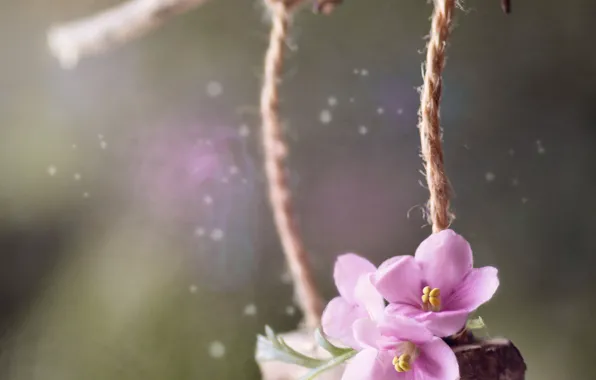 Picture macro, sprig, swing, flowers, bokeh, violet