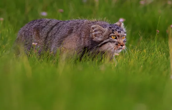 Field, cat, grass, look, nature, predator, meadow, wild cats