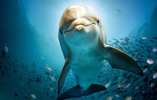 Sea, water, fish, Dolphin, blue, under water