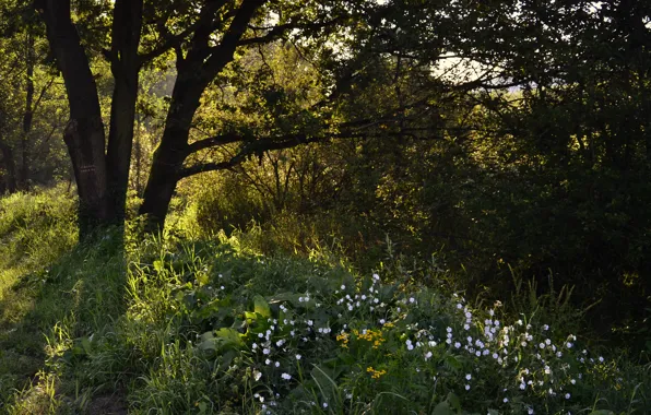 Greens, forest, grass, green, spring, morning, grass, forest