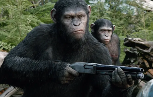 Picture weapons, shotgun, Caesar, Revolution, Dawn of the Planet of the Apes, Planet of the apes, …