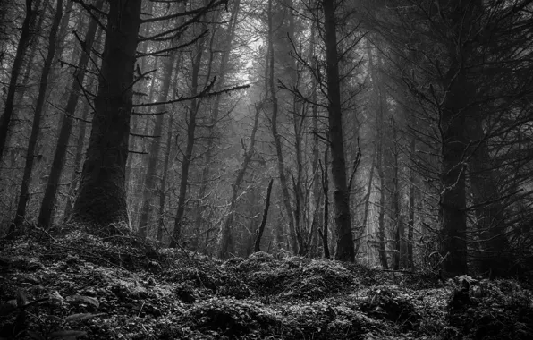 Forest, trees, nature, black and white, monochrome