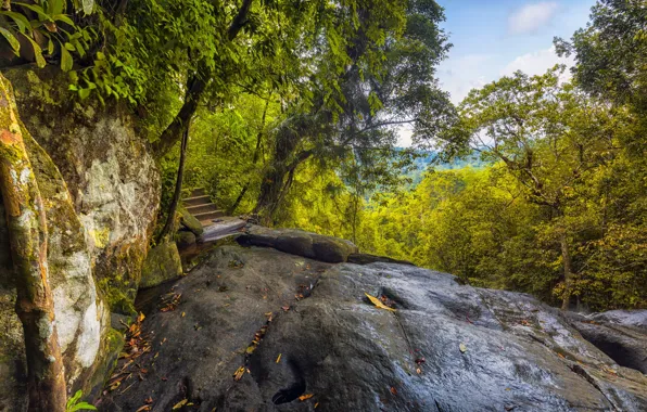 Greens, Nature, Trees, The bridge