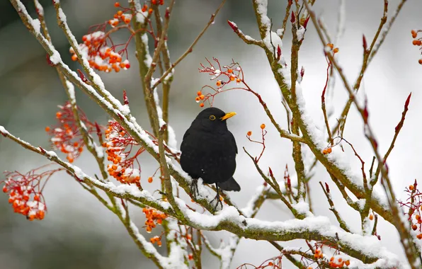 Picture winter, branches, fruit, bird, sitting on a tree