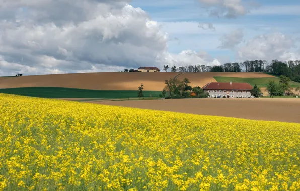Field, summer, the sky, clouds, trees, flowers, village, field
