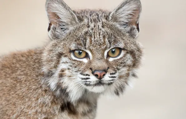 Picture look, background, portrait, muzzle, cub, kitty, lynx, wild cat