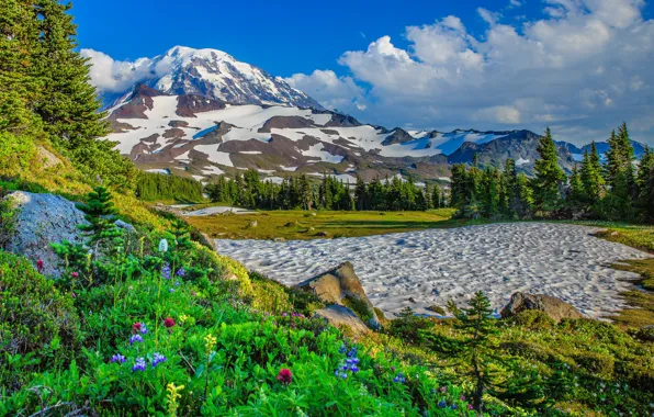 Picture snow, trees, flowers, mountains, USA, Washington