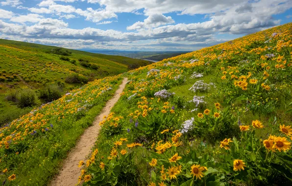Wallpaper flowers, path, field, meadow, hills