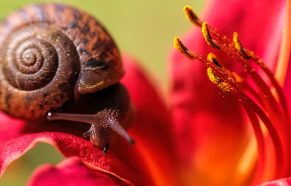 Picture macro, flowers, red, background, Lily, snail, blur, petals