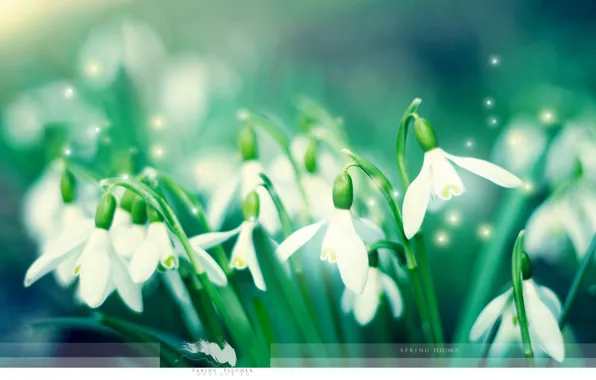 Picture green, Spring, snowdrops