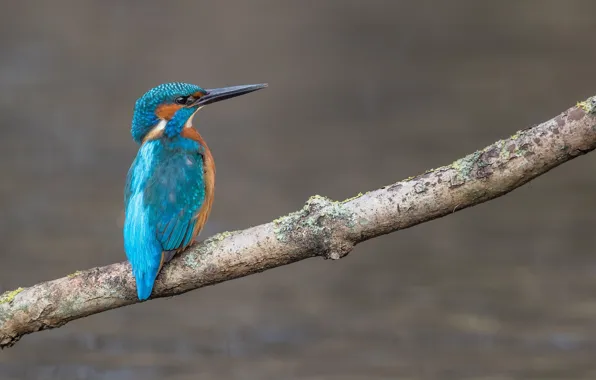 Branches, background, bird, Kingfisher
