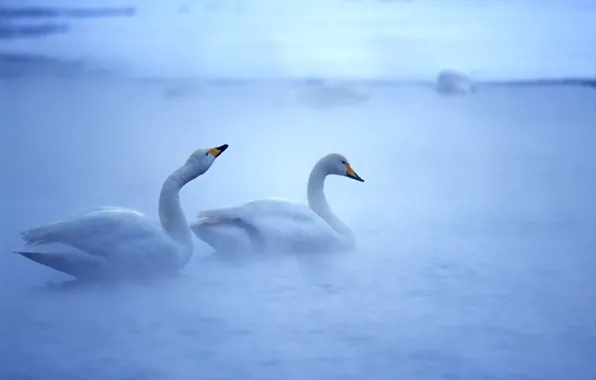 Water, birds, swans