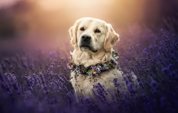 Face, flowers, portrait, dog, wreath, lavender, Golden Retriever, Golden Retriever