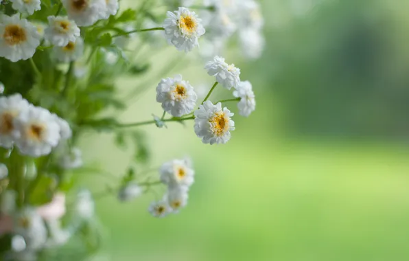 Flowers, green, chamomile, bouquet, blur