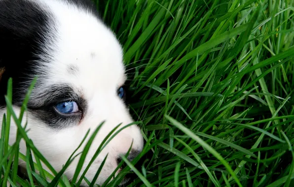Picture green, grass, puppy, eyes, dog, animal, sweet, cute